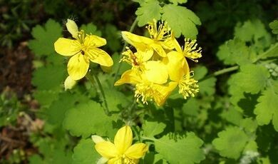 Pravila za uporabo celandine iz bradavic