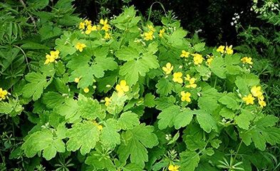 uporaba celandine iz bradavic
