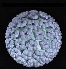 humani papiloma virus